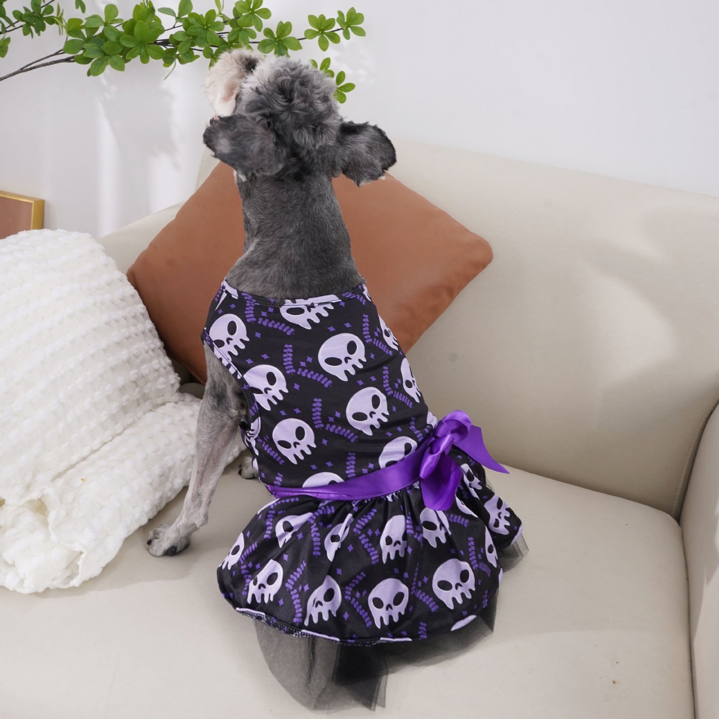Dog costume for Halloween