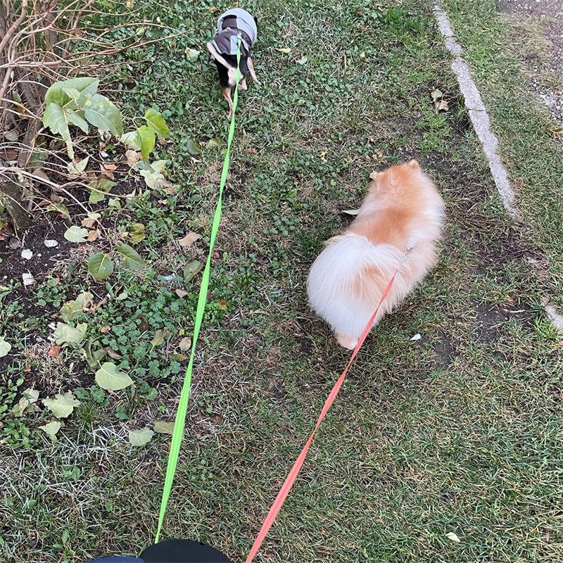Retractable Dog Leash For two dogs