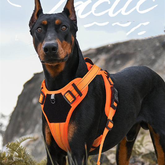 Dog Hand Holding harness